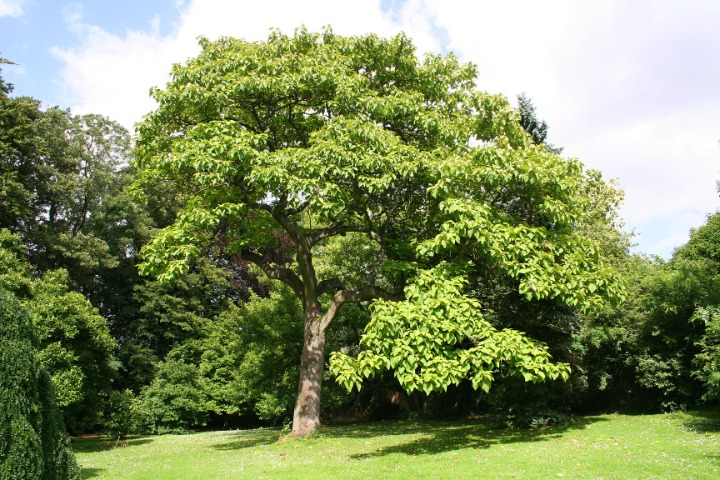 A fast-growing Paulownia tree
